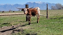 Rustic Gauge heifer 