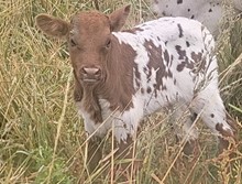 Special Pearl heifer