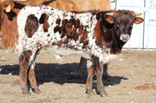 Single Lady bull