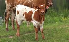 2021 Bull calf Justify x Sweet Adelita BCB