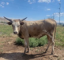 Golden Doll heifer