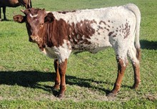 Pearl jam heifer 1