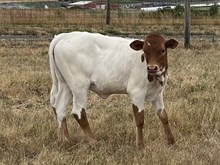 2025 Rustic Gauge heifer