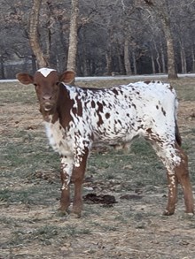 HELM TC LAURA'S MERCY x KDK WILDFIRE - 25