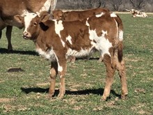 HL KELLY ANN x KDK WILDFIRE- 26