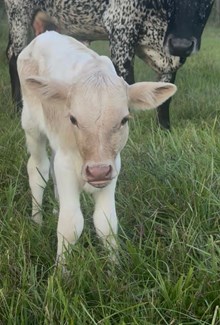 Charlie's Angel Bull Calf