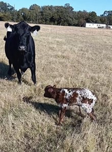 Lucky Charm x Drag Iron