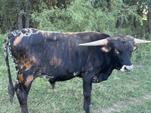 ERZ BWANA'S WILDFIRE