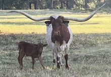 Bull calf JHCC Voodoo x Pacific May Belle