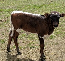 JHCC bull calf 4