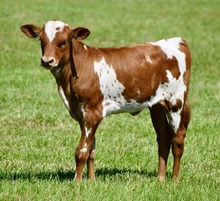 TLS PAINTED WITH FIRE🔥