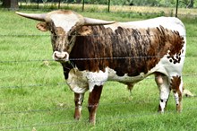 TLS CATCHING FIRE🔥