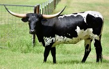 TLS BLAZING BETTY🔥