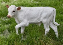 TLS FIRE UP THE GRILL🔥