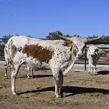 SILVER COMET X KDK WILDFIRE 24