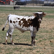 HL TEXAN AT HEART x KDK WILDFIRE 24