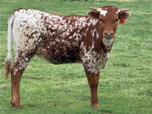 Berry heifer 25