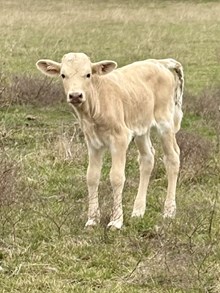 Double S Golden Girl