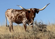 JHCC ROWDYS HOT GIRL