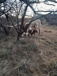 HL KELLY ANN x KDK WILDFIRE- 26