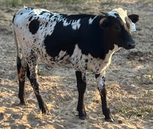 J & T's Cookies over Cream