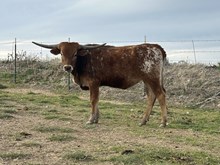 Nova Darcy heifer 24