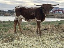 Victory rose heifer 25