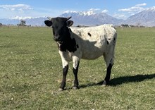 Bandit Queen heifer 25