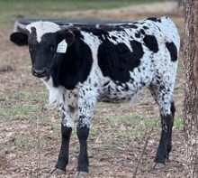 J & T's Cookies over Cream