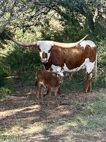 Double S 24K Bubbles