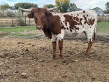 Special Pearl heifer