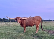 KDK VALIANT'S GINNY
