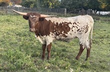 Pearl jam heifer 1
