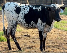 J & T's Cookies over Cream
