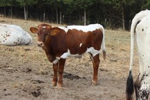 Legislate x KDK Wildfire Bull calf