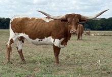 BCR American Gold 125