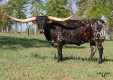 JHCC Golden Sparkles 