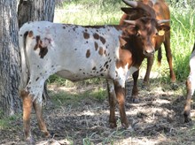 KDK WILD OLEANDER 427