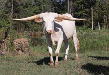 Steer 2023 HelloDarlin x Buried Treasure