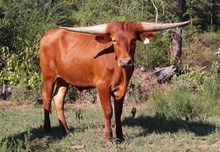 Steer 2024 Hello Darlin x Happy Dance