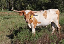 Steer 2024 Hello Darlin x Painted Rose