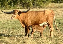 Heifer (JHCC Voodoo x Pacific Ace's High)