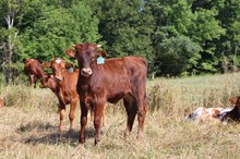 KDK Wildfire x Becca Bella bull